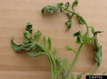 Other herbicide drift .jpg